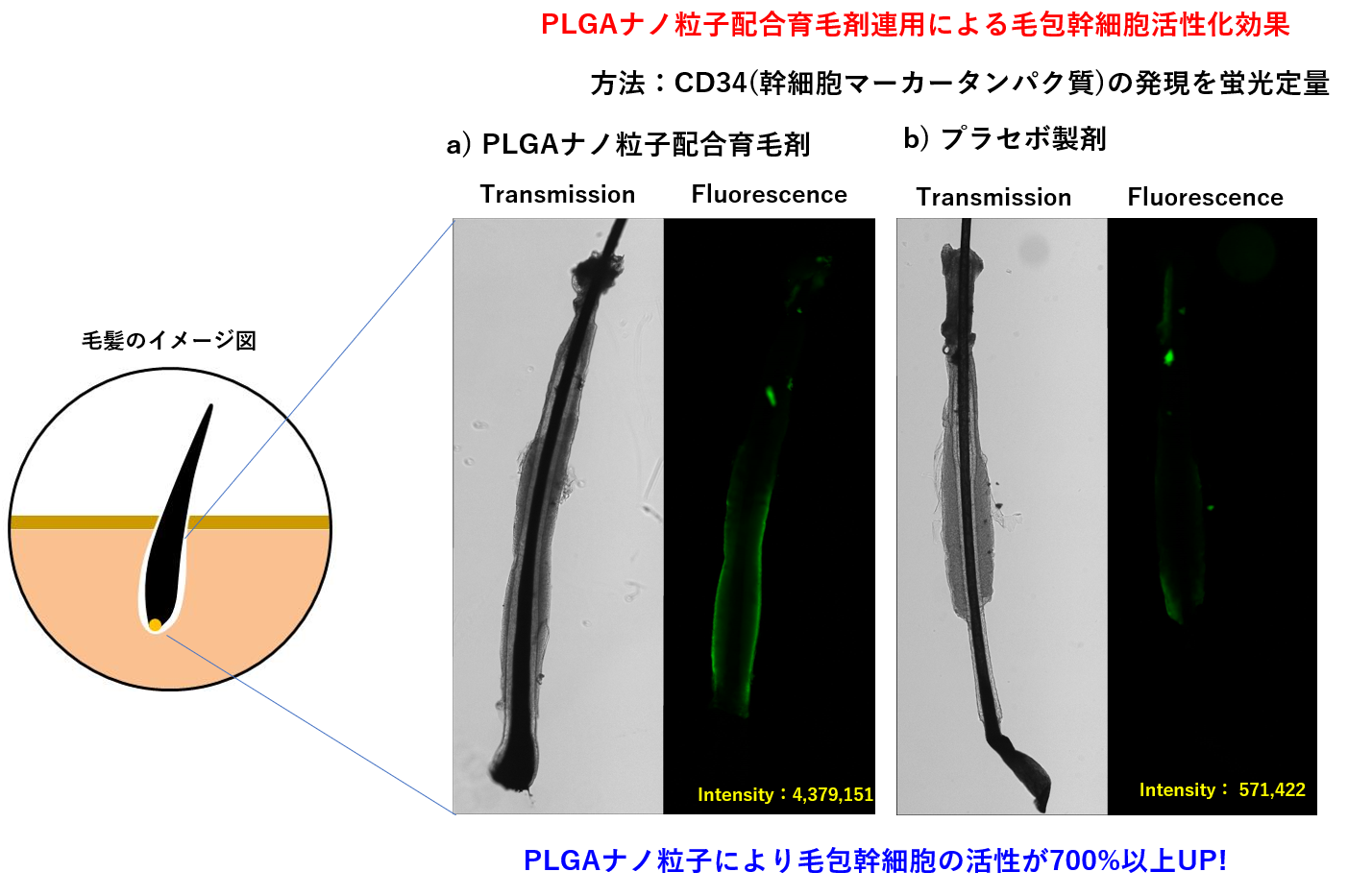 PLGAナノ粒子配合育毛剤作用による毛包幹細胞活性化効果